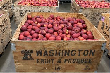 ‘Orchard of the Future’ effort between the Netherlands, Washington state eyed