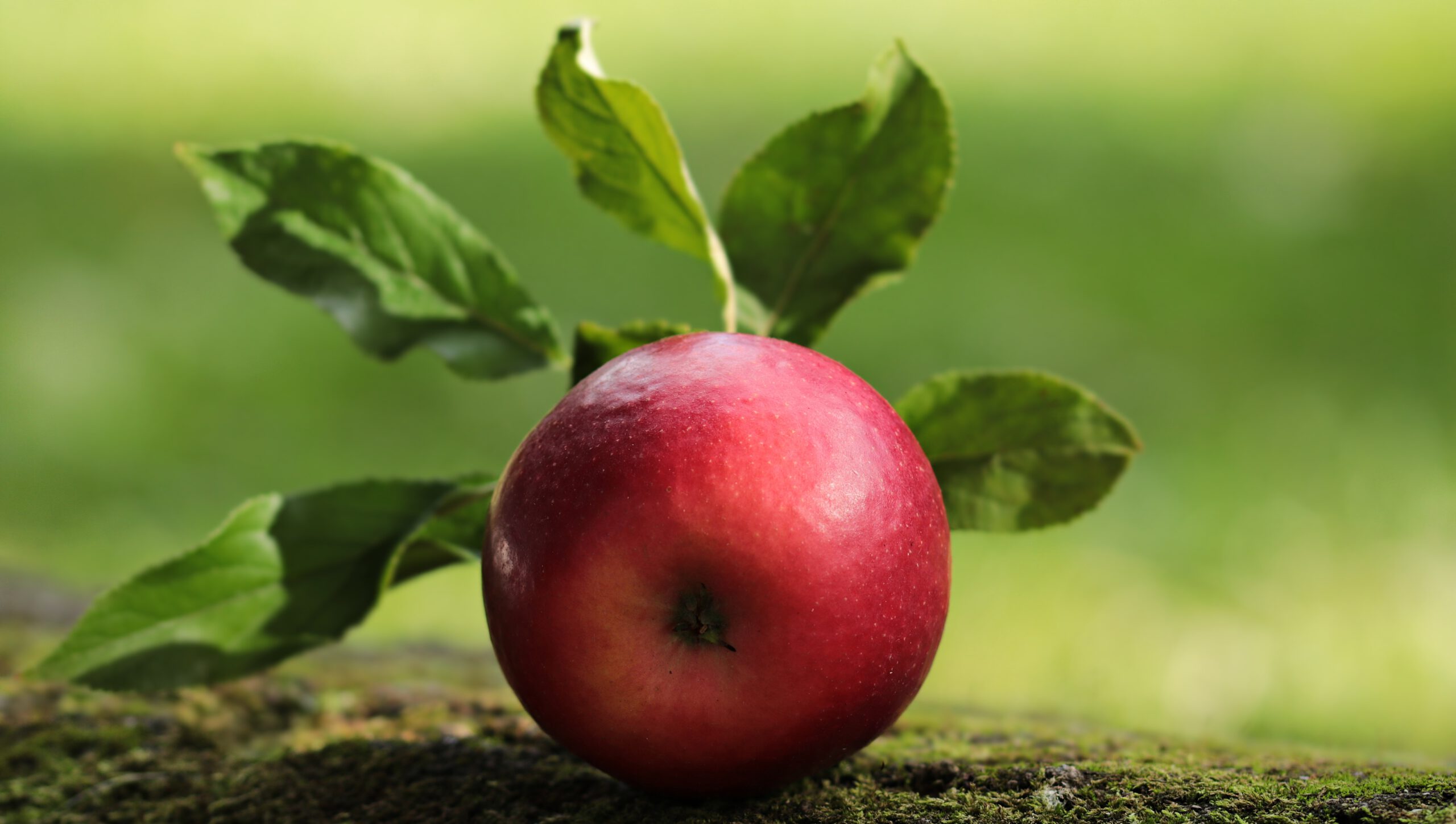 Specialty Crop Block Grant available for the Orchard of the Future collaboration